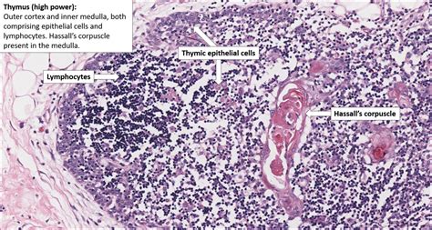 Thymus – Normal Histology – NUS Pathweb :: NUS Pathweb