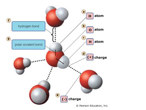 hydrogen bond between water molecules Diagram | Quizlet