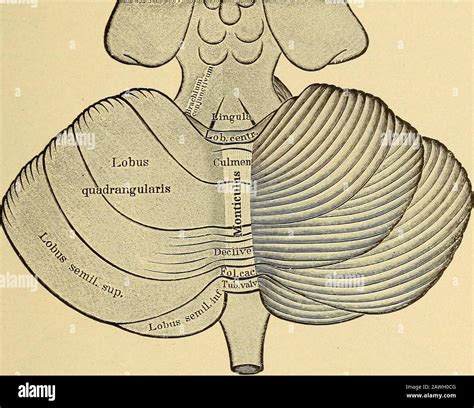 Diseases of the nervous system .. . FiG. 13.—Diagram of the Cerebral,Peduncles. (After ...