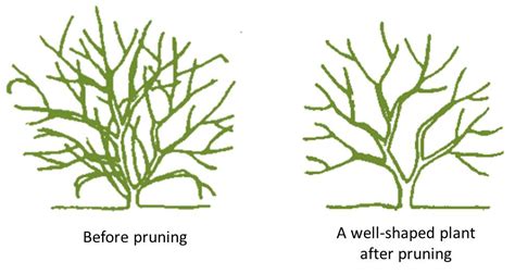 Pruning Basics for Trees and Shrubs