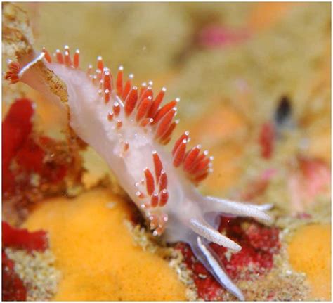 Flabellina verrucosa Red-Gilled Nudibranch | taken at Kenai … | Flickr