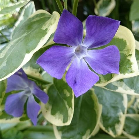 Vinca major 'Variegata', Greater Periwinkle 'Variegata' - uploaded by ...