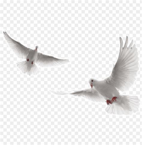 holy spirit dove png - white doves flying PNG image with transparent ...