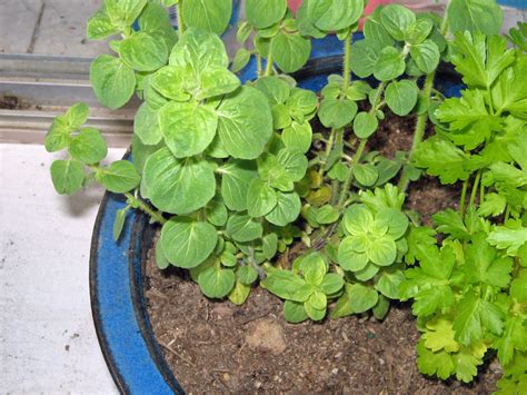 Italian Oregano – Sunnyvale-Garden