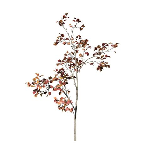 Red Maple Seedling – SpeedTree