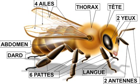 Les abeilles: {Partie 1} Fichier d'activités a imprimer | Bee, Work with animals, Honey shop