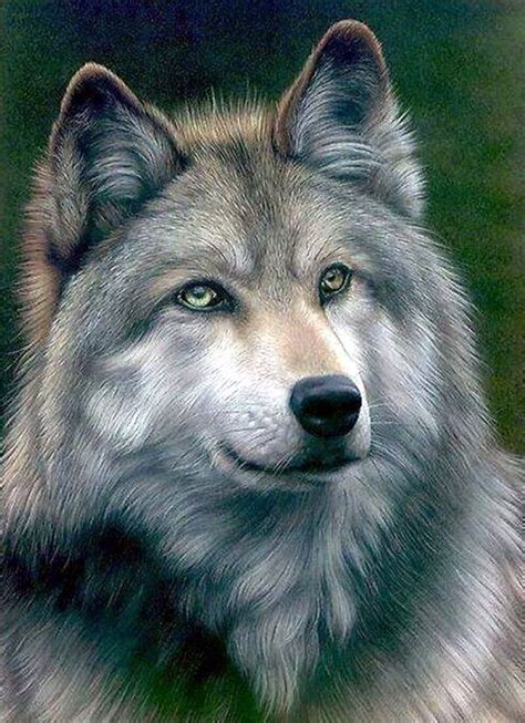 Realistic Animal Pencil Drawings (14) Wolf Pictures, Animal Pictures, Beautiful Creatures ...