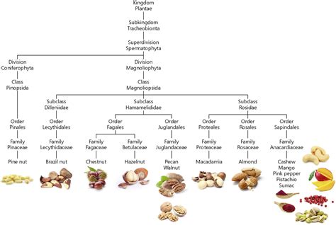 Food Allergy Cross Reactivity Chart