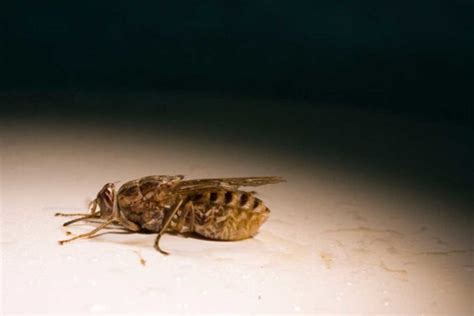 New insights into the reproductive biology of Tsetse flies