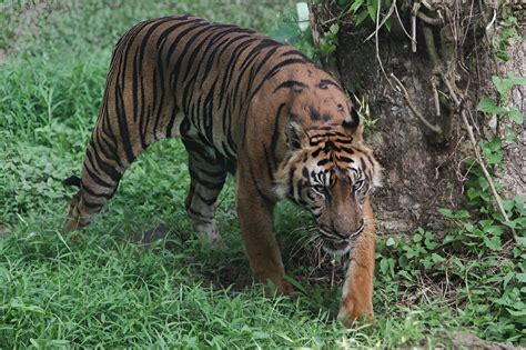 Indonesia hunts clues as study suggests Javan tiger may still exist