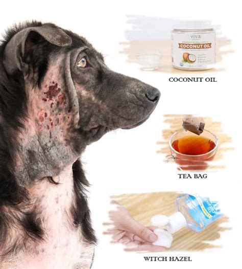 10 Home Remedies for Hot Spots in Dogs (Without Vet Help) | Fab How