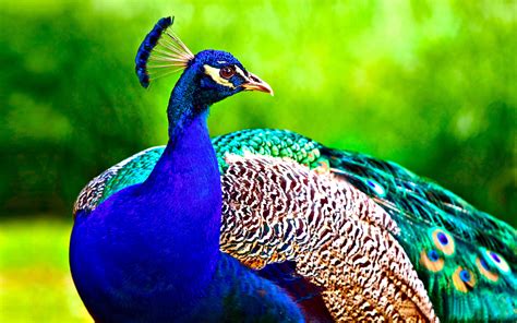 Download Peafowl Bird Animal Peacock 4k Ultra HD Wallpaper