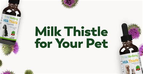 Milk Thistle Supports Liver Detox – Even for Your Pets!