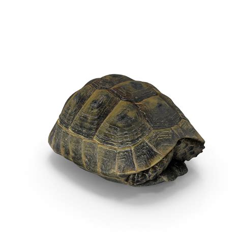 Turtle Shell PNG Images & PSDs for Download | PixelSquid - S113309405