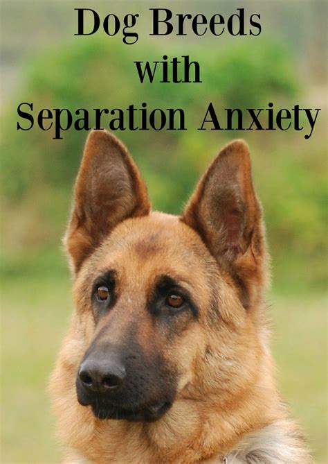 6 Dog Breeds with Separation Anxiety