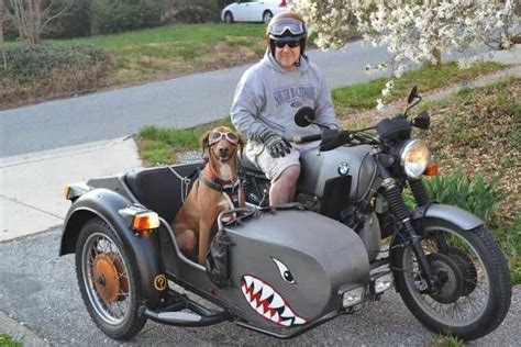 Born To Ride: Road Dog | Motorcycle sidecar, Sidecar, Bicycle sidecar