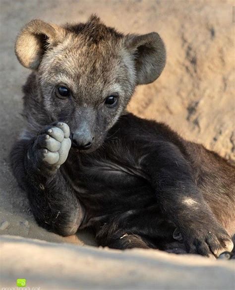 Baby hyena | Hyena, Cute baby animals, Cute animals