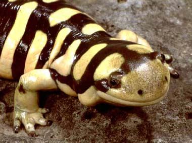 Tiger Salamander