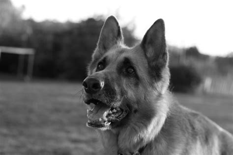 Images Gratuites : noir et blanc, la photographie, canin, animal de compagnie, Monochrome ...