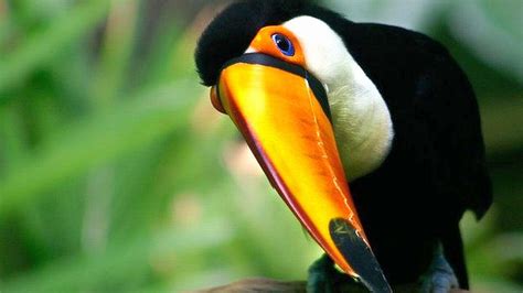 Toco Toucan Bird High Quality HD Wallpapers - All HD Wallpapers