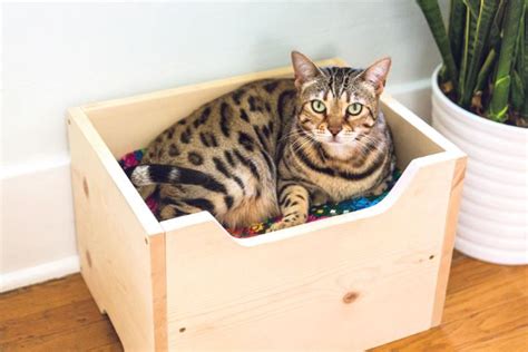 20 Easy DIY Cat Bed Ideas (How to Make a Cat Bed)