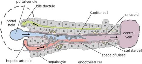 Kupffer Cells in Liver | Definition, Anatomy & Functions (Updated 2023)