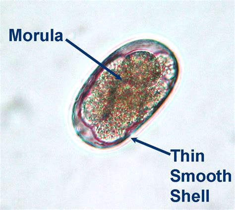 Ancylostoma caninum - Learn About Parasites - Western College of Veterinary Medicine ...