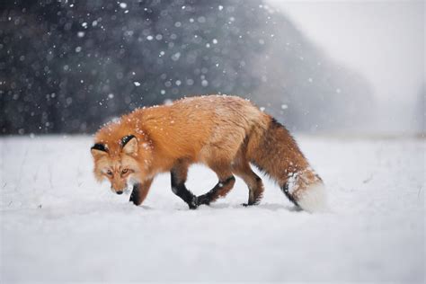 Wild Fox In Snow, HD Animals, 4k Wallpapers, Images, Backgrounds, Photos and Pictures