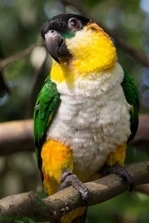 Pin by yuho on 鳥 | Pet birds, Beautiful birds, Caique parrot