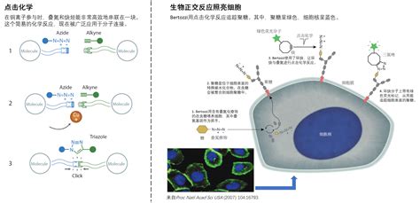 读特专稿 | 问鼎诺奖的“点击化学”是个啥？“生物正交化学”又是啥？