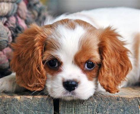 88+ Teacup Cavalier King Charles Spaniel Puppies For Sale Near Me ...