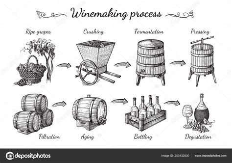 Process of wine production Stock Vector Image by ©vectorgoods.gmail.com #203132830