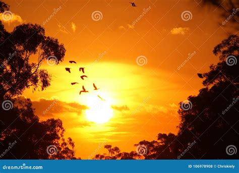 Birds in Flight at Sunset stock photo. Image of sunset - 106978908