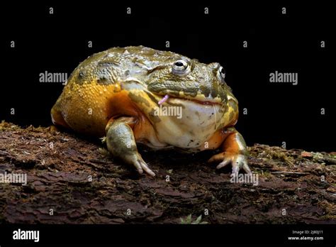 African bullfrog eating a rodent, Indonesia Stock Photo - Alamy