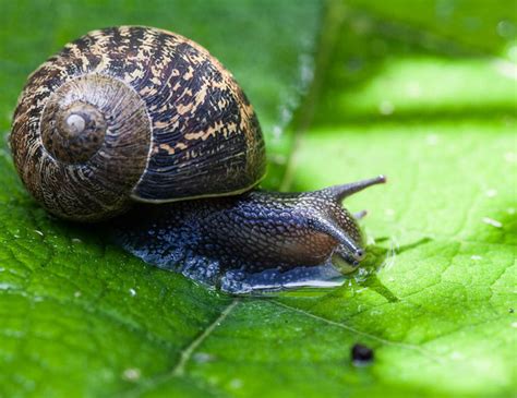 helix aspersa (garden snail) | Flickr - Photo Sharing!