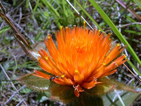 Caliandra do Cerrado: Uma flor do Cerrado: Para-tudo, a flor que nunca murcha