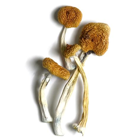 Buy Psilocybe Cubensis B+ Australia