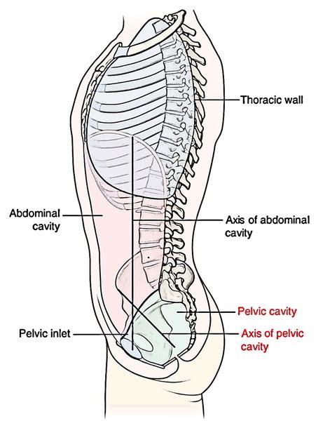 Pelvic Cavity – Earth's Lab