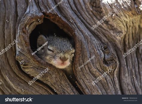 Tiny Baby Tree Squirrel Sleeping While Stock Photo 1785903224 ...