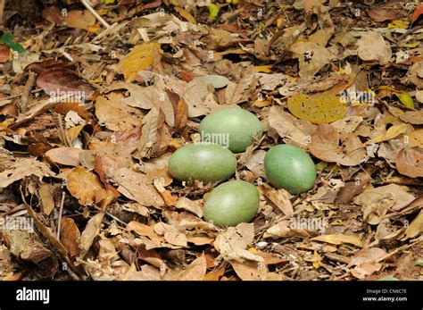 Southern Cassowary Casuarius casuarius Nest with four eggs Photographed in the Wet Tropics ...