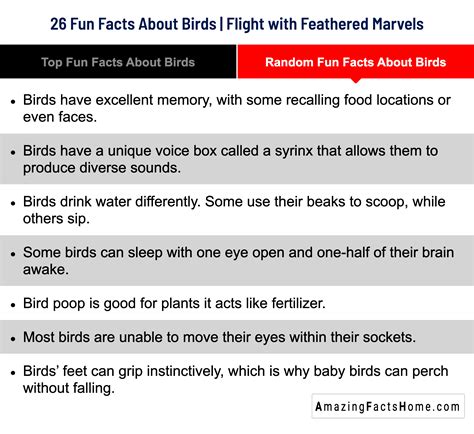 Random Fun Facts About Birds