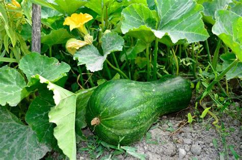 Pumpkin – Cucurbita pepo | Medicinal plants, Improve skin health, Pumpkin seed oil