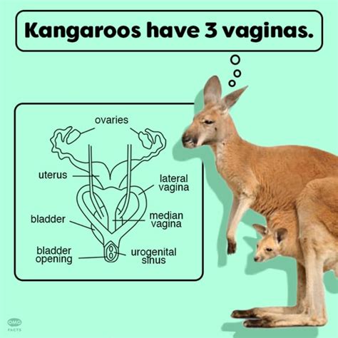 Female Kangaroo Reproductive System Diagram