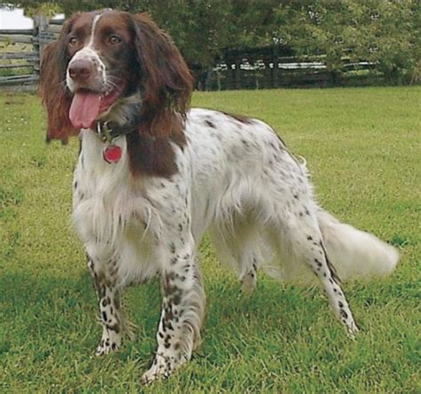 French Spaniel-Puppies and Dogs for Sale – Jelena Dogshows