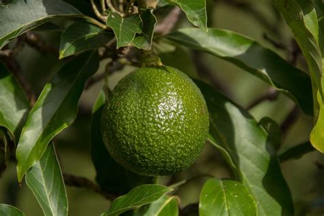 Reed Avocados: Origin, Nutritional Benefits, And Facts - Gardeners' Magazine