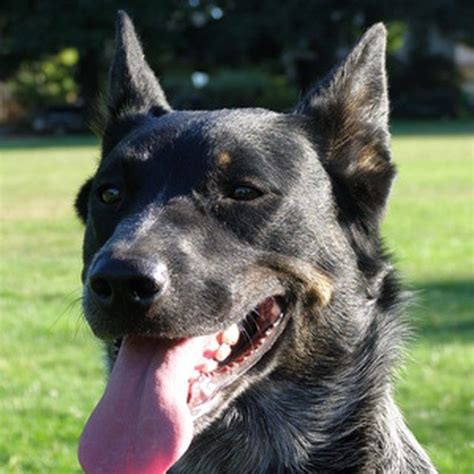 Tenacious, determined and smart, the Australian cattle dog needs to live an active life. Blue ...