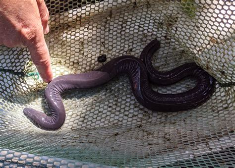 Weird, noodle-shaped amphibians known as caecilians found in South ...