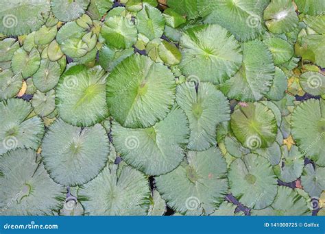 Lotus Flower Top View Images - Download 2,111 Royalty Free Photos - Page 2