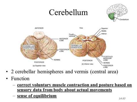 Cerebellum: Parts and functions of the cerebellum