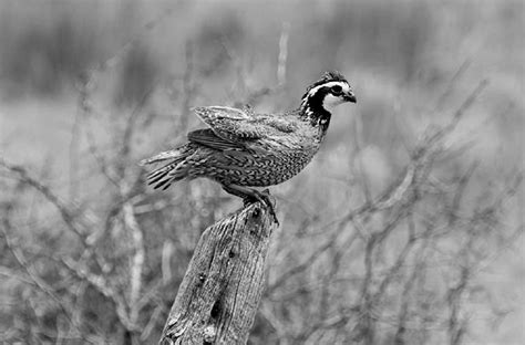 2021 Quail Season Outlook: Statewide Index Up 23 Percent From 2020 ...